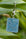 Shell Stamp